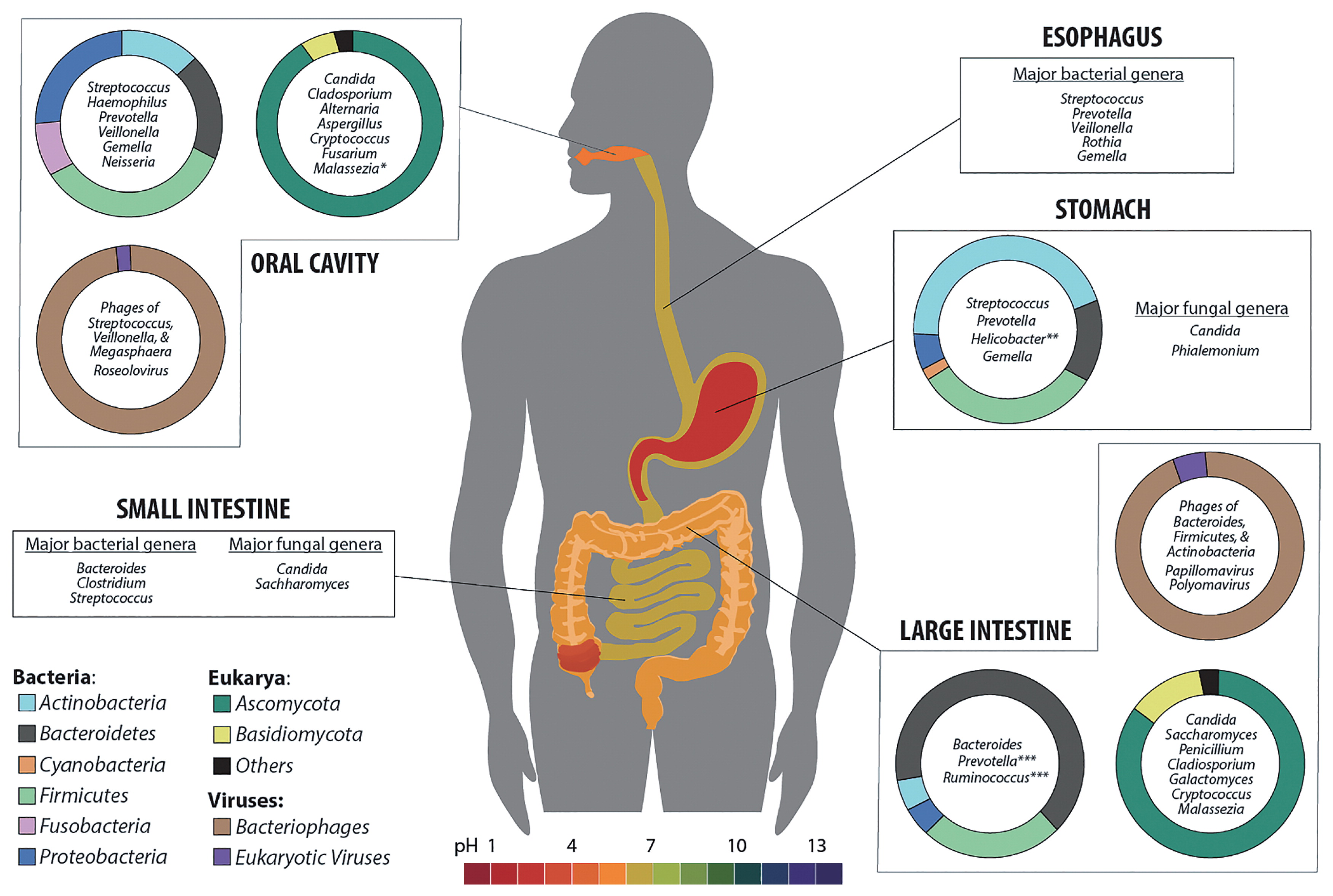 Your Gut Has a Clock, Too