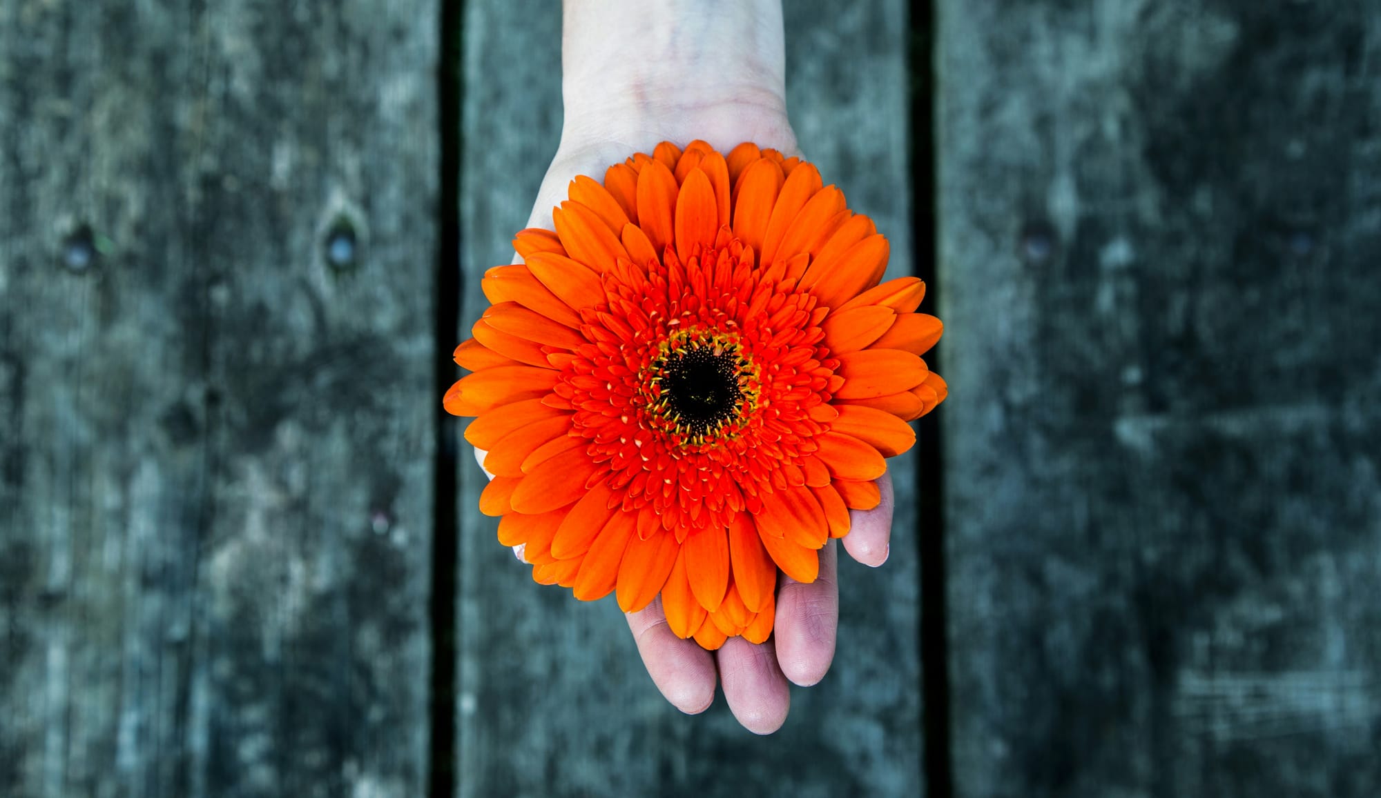 Choose to Bloom